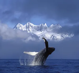 Humpback Whale Breaches In Clearing Fog Se Ak Spring W/Mendenhall Towers Background Humpback Whale Breaches In Clearing Fog Se Ak Spring W/Mendenhall Towers Background