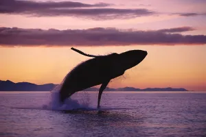 Humpback Whale Breaching @ Sunset Composite Se Ak Humpback Whale Breaching @ Sunset Composite Se Ak