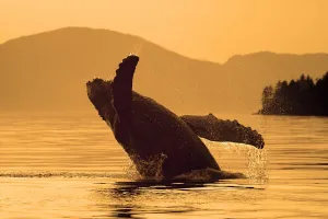 Humpback Whale Breaching @ Sunset W/Coast Mountains Background Inside Passage Se Humpback Whale Breaching @ Sunset W/Coast Mountains Background Inside Passage Se