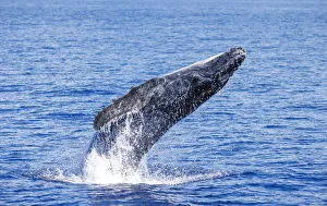 This Humpback whale calf (Megaptera novaeangliae) is breaching off the island of Maui, Hawaii; Hawaii This Humpback whale calf (Megaptera novaeangliae) is breaching off the island of Maui, Hawaii; Hawaii