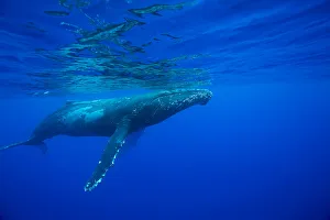 Humpback Whale (Megaptera Novaeangliae); Hawaii, United States Of America Humpback Whale (Megaptera Novaeangliae); Hawaii, United States Of America