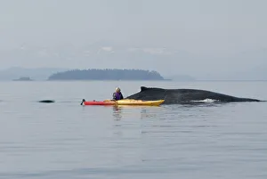 Humpback Whale Surfaces Near A Woman Sea Kayaker In Frederick Sound, Inside Passage Humpback Whale Surfaces Near A Woman Sea Kayaker In Frederick Sound, Inside Passage