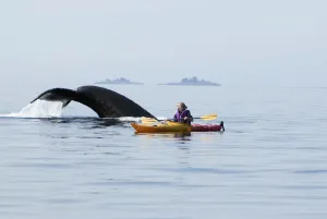 Humpback Whale Surfaces Near A Woman Sea Kayaking In Frederick Sound, Inside Passage, Southeast Alaska, Summer Humpback Whale Surfaces Near A Woman Sea Kayaking In Frederick Sound, Inside Passage, Southeast Alaska, Summer