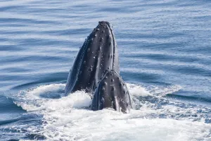 Two humpback whales surfacing the water of the Southern Ocean off of Antarctica Two humpback whales surfacing the water of the Southern Ocean off of Antarctica