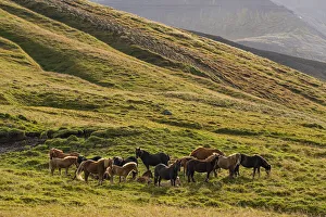 Icelandic horses in the rugged landscape; Iceland Icelandic horses in the rugged landscape; Iceland
