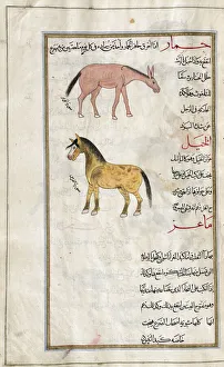 Identified in book as Top: an ass (Equus hemionus), Bottom: a horse (Equus caballus) Identified in book as Top: an ass (Equus hemionus), Bottom: a horse (Equus caballus)