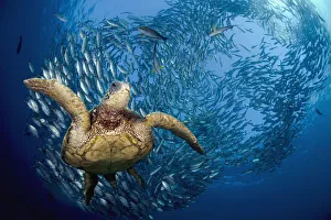 Indonesia, Bali A green sea turtle, (Chelonia mydas) glides below a school of Bigeye Jacks (Caranx sexfasciatus) Indonesia, Bali A green sea turtle, (Chelonia mydas) glides below a school of Bigeye Jacks (Caranx sexfasciatus)