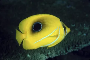 Indonesia, Bennetts Butterflyfish (Chaetodon Bennetti) Indonesia, Bennetts Butterflyfish (Chaetodon Bennetti)