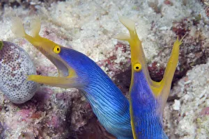 Indonesia, Blue Ribbon Eel Pair (Rhinomuraena Quaesita) Head Peeks From Coral Indonesia, Blue Ribbon Eel Pair (Rhinomuraena Quaesita) Head Peeks From Coral