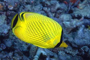 Indonesia, The Latticed Butterflyfish (Chaetodon Rafflesi) Indonesia, The Latticed Butterflyfish (Chaetodon Rafflesi)