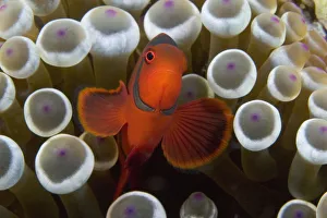 Indonesia, Male Spine-Cheek Clownfish (Premnas Biaculeatus) Within Sea Anemone (Entacmaea Indonesia, Male Spine-Cheek Clownfish (Premnas Biaculeatus) Within Sea Anemone (Entacmaea