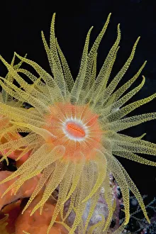 Indonesia, Tubastraea Coral Polyp Detail (Tubastraea Faulkneri)In Dark Ocean Indonesia, Tubastraea Coral Polyp Detail (Tubastraea Faulkneri)In Dark Ocean