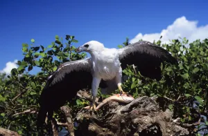Indonesia, White Bellied Sea Eagle (Haliaeetus Leucogaster) Indonesia, White Bellied Sea Eagle (Haliaeetus Leucogaster)