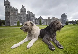 Two Irish Wolfhounds rest on the grounds of Ashford Castle, a luxury hotel in Cong, Ireland Two Irish Wolfhounds rest on the grounds of Ashford Castle, a luxury hotel in Cong, Ireland