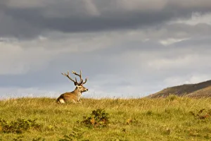 Island Of Islay, Scotland; Buck Resting On A Hill Island Of Islay, Scotland; Buck Resting On A Hill