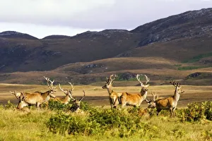 Island Of Islay, Scotland; Male Deer Roaming The Hills Island Of Islay, Scotland; Male Deer Roaming The Hills