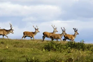 Isle Of Islay, Scotland; Deer On The Top Of A Hill Isle Of Islay, Scotland; Deer On The Top Of A Hill