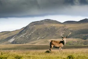 Isle Of Islay, Scotland; A Deer Standing In A Field Isle Of Islay, Scotland; A Deer Standing In A Field