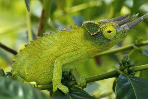 Jackson chameleon (trioceros jacksonii) hides in the coffee trees; Holualoa hawaii united states of america Jackson chameleon (trioceros jacksonii) hides in the coffee trees; Holualoa hawaii united states of america