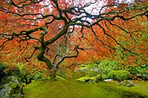 Japanese Maple in autumn coloured foliage, Portland Japanese Garden, Oregon, USA Japanese Maple in autumn coloured foliage, Portland Japanese Garden, Oregon, USA