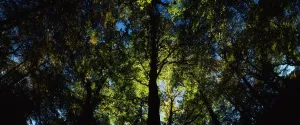 Killarney, Co Kerry, Ireland, Sunlight Through Trees Killarney, Co Kerry, Ireland, Sunlight Through Trees