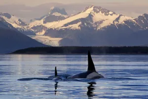 Two Killer Whales Surface In Lynn Canal At Sunset With Herbert Glacier And The Coast Two Killer Whales Surface In Lynn Canal At Sunset With Herbert Glacier And The Coast