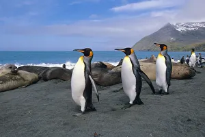 King Penguins Walk Among Elephant Seals Resting On Beach On Coastline Of South Georgia King Penguins Walk Among Elephant Seals Resting On Beach On Coastline Of South Georgia