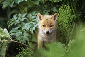 Kit Red Fox Peering Through Bushes At Mcneil River. Summer In Southwest Alaska Kit Red Fox Peering Through Bushes At Mcneil River. Summer In Southwest Alaska