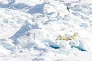 A laid back polar bear (Ursus maritimus) resting on an ice floe in the Canadian Arctic A laid back polar bear (Ursus maritimus) resting on an ice floe in the Canadian Arctic