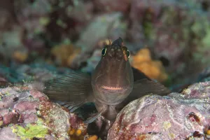 Large-banded Blenny (Ophiblennius steindachneri) can be found close to cracks Large-banded Blenny (Ophiblennius steindachneri) can be found close to cracks