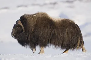 Large Bull Musk-Ox Walking On The Snowy & Frozen Tundra In Winter On The Seward Peninsula Large Bull Musk-Ox Walking On The Snowy & Frozen Tundra In Winter On The Seward Peninsula