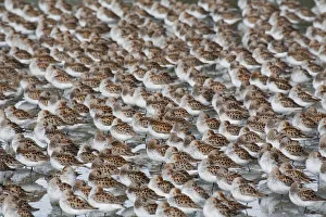 Large Flock Of Western Sandpipers On The Mud Flats Of Hartney Bay During Spring Migration Large Flock Of Western Sandpipers On The Mud Flats Of Hartney Bay During Spring Migration