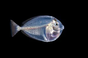 Larval stage of a surgeonfish, Yap, Micronesia Larval stage of a surgeonfish, Yap, Micronesia