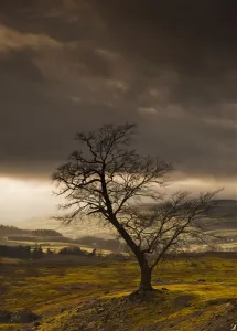 A Leafless Tree With Dark Clouds Overhead; Northumberland, England A Leafless Tree With Dark Clouds Overhead; Northumberland, England