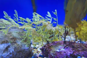 Leafy seadragon (phycodurus eques) at the monterey bay aquarium; Monterey california united states of america Leafy seadragon (phycodurus eques) at the monterey bay aquarium; Monterey california united states of america