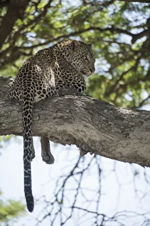 Leopard Resting In Tree Near Ndutu, Ngorongoro Crater Conservation Area; Tanzania Leopard Resting In Tree Near Ndutu, Ngorongoro Crater Conservation Area; Tanzania
