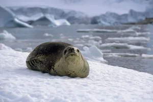Leopard Seal Laying On Ice Pack Antarctica Summer Leopard Seal Laying On Ice Pack Antarctica Summer