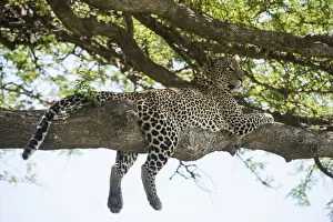 Leopard Sprawled On Tree Limb Near Ndutu, Ngorongoro Crater Conservation Area; Tanzania Leopard Sprawled On Tree Limb Near Ndutu, Ngorongoro Crater Conservation Area; Tanzania