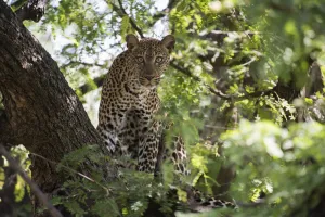 Leopard Staring From Tree In Lake Manyara National Park; Tanzania Leopard Staring From Tree In Lake Manyara National Park; Tanzania