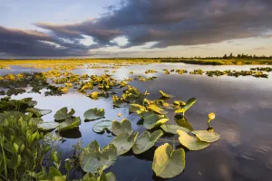 Lily Pads Glow At Sunset As The Clouds Reflect In The Tranquil Water Of A Pond In The Bristol Bay Watershed Near The Lily Pads Glow At Sunset As The Clouds Reflect In The Tranquil Water Of A Pond In The Bristol Bay Watershed Near The