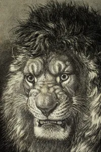 The Lion, King Of Beasts. From El Mundo Ilustrado, Published Barcelona, 1880 The Lion, King Of Beasts. From El Mundo Ilustrado, Published Barcelona, 1880