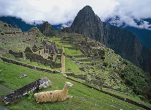 Llama At Machu Picchus Ancient Ruins With Huayna Picchu In The Background Llama At Machu Picchus Ancient Ruins With Huayna Picchu In The Background