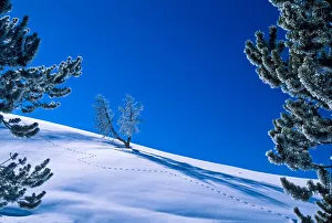 Lodgepole pines and a snowy landscape in Yellowstone National Park, USA Lodgepole pines and a snowy landscape in Yellowstone National Park, USA