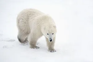A Lone Polar Bear (Ursus Maritimus) Walks Up And Stares Into The Camera With A Curious A Lone Polar Bear (Ursus Maritimus) Walks Up And Stares Into The Camera With A Curious