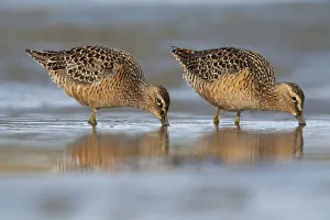 Long-Billed Dowitcher Feeding On The Mudflats Of The Copper River Delta Long-Billed Dowitcher Feeding On The Mudflats Of The Copper River Delta