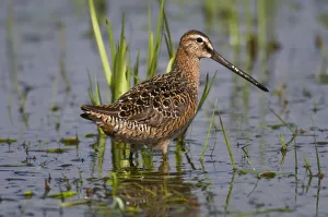 Long-Billed Dowitcher Stands In Marsh At Creamers Field Migratory Waterfowl Refuge Long-Billed Dowitcher Stands In Marsh At Creamers Field Migratory Waterfowl Refuge