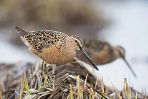 Long-Billed Dowitchers Feeding In Marsh On Copper River Delta, Southcentral Alaska Long-Billed Dowitchers Feeding In Marsh On Copper River Delta, Southcentral Alaska