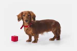 A Longhair Red Dachshund With A Small Red Box At Christmas; St. Alberta Alberta, Canada A Longhair Red Dachshund With A Small Red Box At Christmas; St. Alberta Alberta, Canada