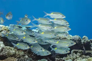 A look at schooling Goldspot emperor or bream (Gnathodentex aureolineatus) off the island of Yap, Micronesia; Yap A look at schooling Goldspot emperor or bream (Gnathodentex aureolineatus) off the island of Yap, Micronesia; Yap
