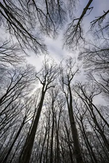 Looking up into the canopy of leafless trees of an Ontario forest in winter; Ontario, Canada Looking up into the canopy of leafless trees of an Ontario forest in winter; Ontario, Canada
